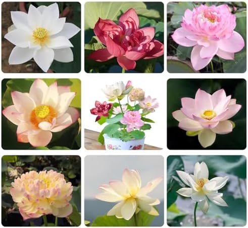 120 Pcs Mixed Color Bonsai Bowl Lotus Seeds,Easily Low Maintenance for Water Features Bonsai Lotus Flower Ornamental Pond and Home Planting by Unknown