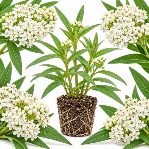 White Swamp Milkweed Plant Live, Well-Rooted 4-6" Potted Plant, Cold-Hardy Butterfly Host Plant for Sunny Patios and Landscapes by GINGERGLOW