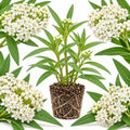 White Swamp Milkweed Plant Live, Well-Rooted 4-6" Potted Plant, Cold-Hardy Butterfly Host Plant for Sunny Patios and Landscapes by GINGERGLOW