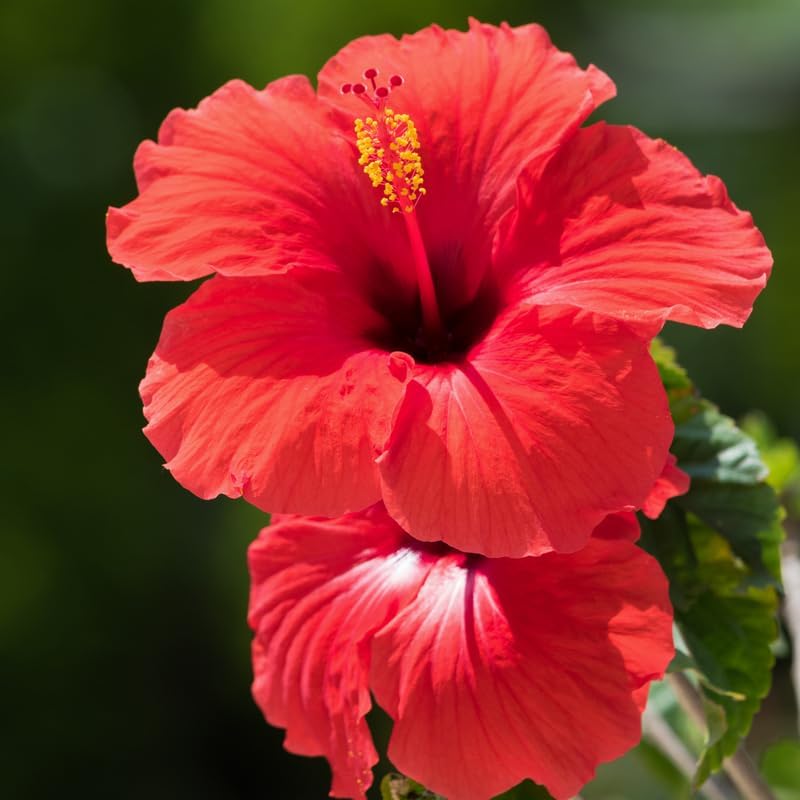 3 Red Hardy Hibiscus Plants Live, Flowering Shrub, 4-7 Inch Tall - Image 3