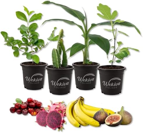 Fruit Fiesta Variety Pack - 4 Live Plants in 4 Inch Pots - One Each of Banana Tree, Dragon Fruit, Barbados Cherry Tree, and Fig Tree for Your Edible Garden by WekivaFoliage