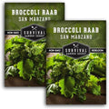 San Marzano Raab Broccoli Rabe Seeds for Planting (2 Packs) by SurvivalGardenSeeds