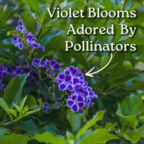 Tropical Plants of Florida - Duranta Sapphire Showers - Flowering Bush Plant - Overall Height 22" to 26" (Plant Only) - Image 2