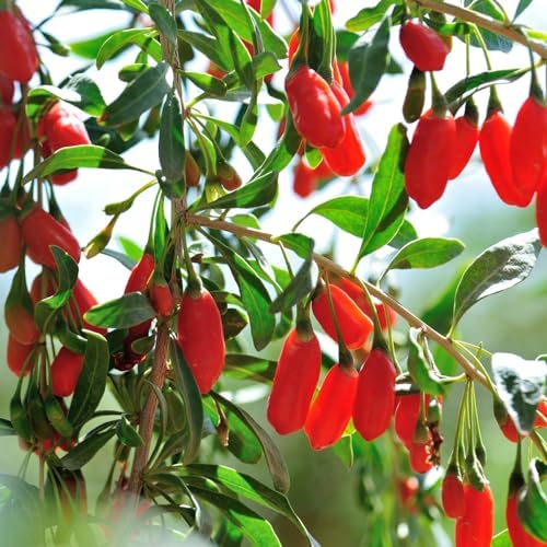 PERFECT PLANTS Goji Berry Bush in 1 Gallon Grower's Pot | Delicious Wolfberry for Outdoor Planting | Fresh Antioxidant Packed Fruits | Fully Mature for Home Gardens - Image 4