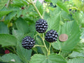 BlackBerry Plants Natchez (4 Pack) Live for Sale | Easy to Grow Plants | Edible Fruit Plant for Sustainable Living | Grow Your own Food on Your Organic Garden | Live for Planting | by FamPlants