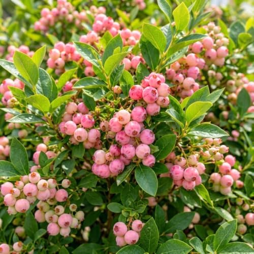 2 Pink Lemonade Blueberry Live Plants, Sweet Berries Bush, 4-6 Inches Tall - Image 4