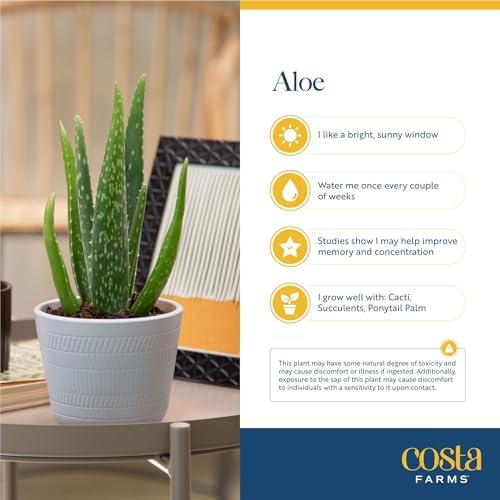 Costa Farms Aloe Vera Plant, Live Succulent, Easy Care Indoor Houseplant in Grower Pot, Room Air Purifier, Tabletop, Office, Desk or Home Décor, Housewarming, Garden Gift, 10-Inches Tall - Image 5