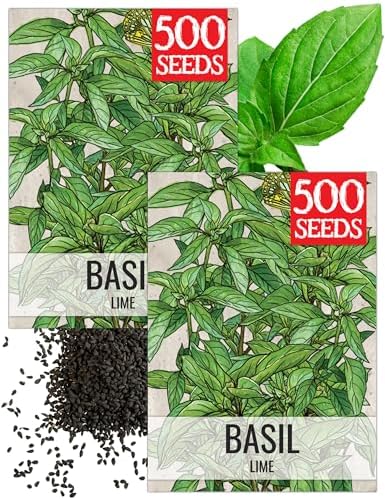 Seed Needs Lime Basil Seeds to Plant an Herb Garden - 2 Packs by SeedNeeds