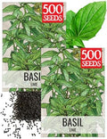Seed Needs Lime Basil Seeds to Plant an Herb Garden - 2 Packs by SeedNeeds