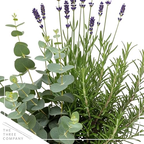 Herb Combo - Air Purifier, Rosemary, Lavender & Eucalyptus, Aromatic Plant Collection in Deco Cover, 12" Tall by 6" Wide in 1.25 Qt Pot - Image 2