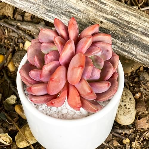 Echeveria Ariel Rare Live Succulent Plants, 2 Heads 3" Red, Bare Root Without Pot & Soil, Garden Indoor Office Desk Baby Shower Decoration, Friend Plant Lovers Gifts by Unknown