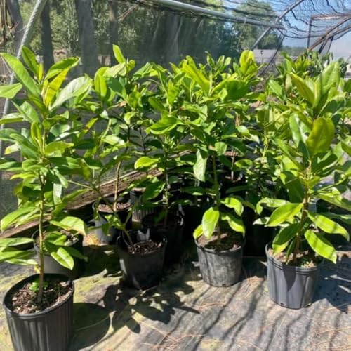 Ann Magnolia Live Plant, Fragrant Bloom Tree, 12-18 Inch Tall, Gallon Pot - Image 5