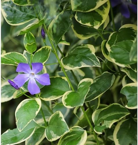 Vinca Major Variegata, Variegated Big Leaf Periwinkle Plant, Purple Flowering Ground Cover, Live Perennial Garden Plants (Classic Pint/Set of 50) - Image 2