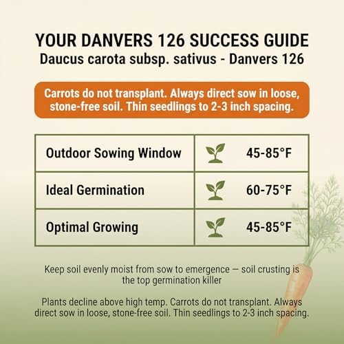 1000 Danvers 126 Carrot Seeds for Planting - Sweet Heavy-Soil Heirloom, Non-GMO, USA Grown by RDR Seeds - Image 3