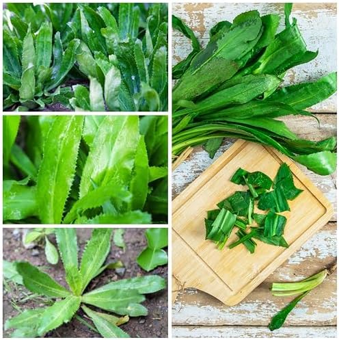 Seed Needs Coriander Seeds for Planting Culantro & Cilantro - Non-GMO Heirloom & Untreated Herb Seed to Plant an Indoor/Outdoor Culinary Medicinal Garden (Collection of 2 Packets) - Image 6