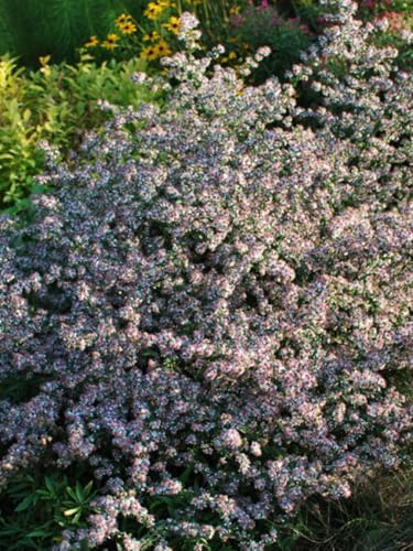 Perennial Farm Marketplace Aster lateriflorus ‘Lady in Black’ (Calico Aster) Native Live Perennial, Size-#1 Container, Pinkish-White Fall Flowers with Rose-Red Centers, Zones 3-8 by PerennialFarmMarketplace