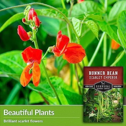 Scarlet Emperor Bean Seeds for Planting - Survival Garden Seeds (1 Pack) - Image 3
