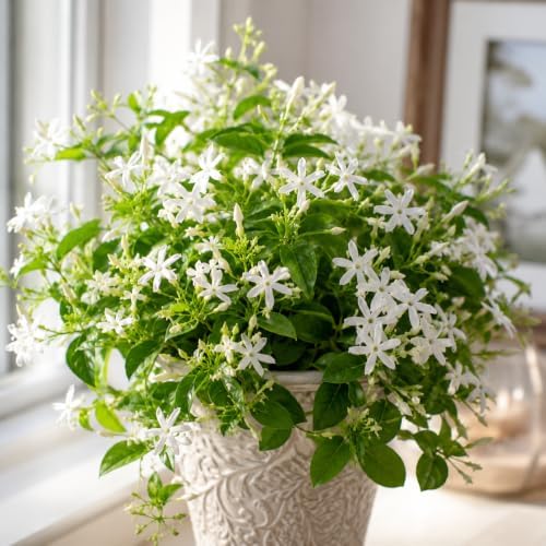 Downy Jasmine Plant Live | 4-8 Inch Tall | Soft Downy Leaves & White Blooms | Easy to Grow Live Jasmine Plant for Indoor Home Décor - Image 4