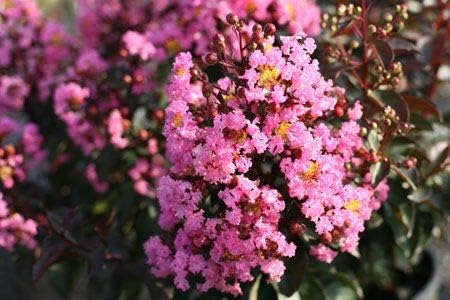Rhapsody in Pink® Crape Myrtle - Light Pink Flowering Tree - Live Plant Shipped 1 Foot Tall by DAS Farms - Image 2