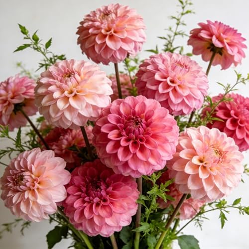 Carpet 400+ Mixed Dahlia Seeds for Planting, Colorful Perennial Heirloom Dahlia pinnata, Long Blooming Cut Flowers for Garden Beds, Borders and Containers - Image 3