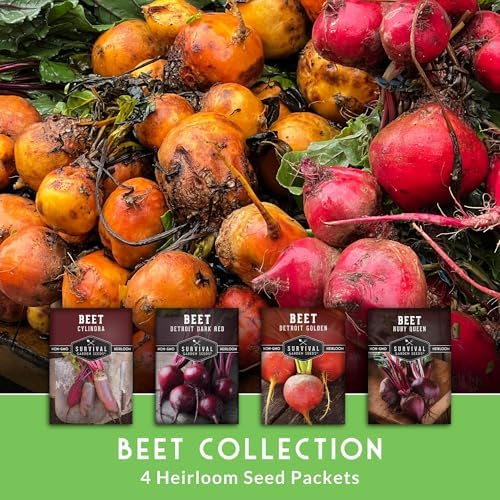 Beet Seeds 4 Variety Pack for Planting - Root Vegetables - Image 3