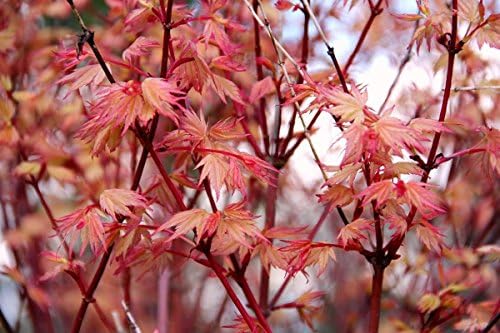 Coral Pink Japanese Maple - Beautiful Coral Pink Leaves in Spring Light Up the Garden 3 - Year Live Tree - Image 6