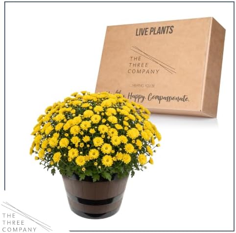 Chrysanthemum (Wine Barrel Deco Pot), Yellow Blooms, Live Fall Flowering Perennial, 15" Tall by 12" Wide in 3 Qt Pot - Image 6
