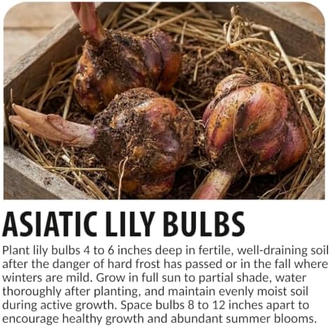3 Lollipop Asiatic Lily Bulbs for Planting | Pink & White Bicolor Lily Flowers | Hardy Perennial Summer Blooms | Fragrant Garden Accent & Cut Flowers | Premium Flower Bulbs - Image 4