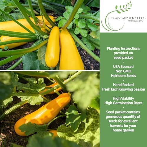 Early Prolific Straightneck Squash Seeds – 50+ Non-GMO & Heirloom Vegetable Seeds, Cucurbita Pepo, Fast Growing Yellow Summer Squash, High Yield for Containers & Gardens, Gift Idea by Isla’s Garden - Image 2