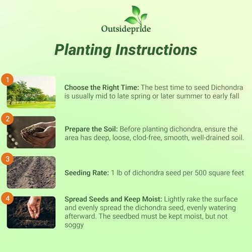Outsidepride Perennial Dichondra Repens Seeds - 2 lbs Dense Green, Low-Maintenance Ground Cover Seeds for Planting, Ideal Lawn Alternative in Sun or Shady Areas & Erosion Control in USDA Zones 8-11 - Image 4