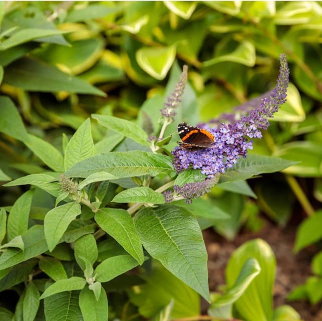 Lo & Behold 'Blue Chip Jr.' Dwarf Butterfly Bush (Buddleia) Live Shrub, Blue-Purple Flowers, 3 in. Pot - Image 3