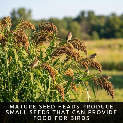 200 Brown Top Millet Seeds | Warm Season Grass Seeds for Planting - Image 5