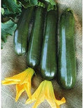 Onyx Zucchini F1 Seeds - Very Prolific A Great Tasting Zucchini(10 - Seeds) by Unknown