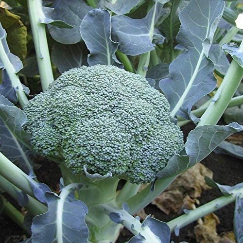 Lieutenant Hybrid Broccoli Seeds - Dark Green Crowns with Medium Sized Beads(100 - Seeds) by Broccoli