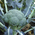 Lieutenant Hybrid Broccoli Seeds - Dark Green Crowns with Medium Sized Beads(100 - Seeds) by Broccoli