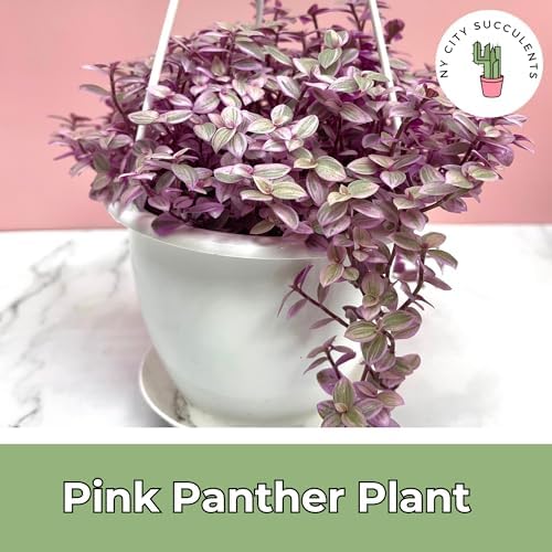Live Succulents 4.5 Inch Pink Lady Callisia Repens with Hanging Basket - Turtle Vine Succulents Plants Live - Fully Rooted Easy to Grow Houseplants for Home Office Wedding Decor & Gift - Image 3