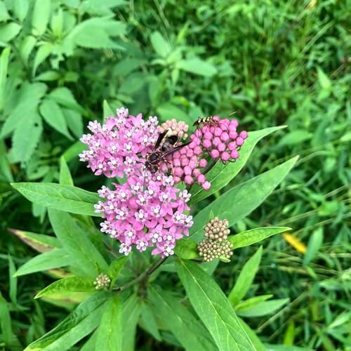 Swamp Milkweed 'Pink Rose Milkweed' (Asclepias incarnata) in 2.5 inch Pot - Live Starter Plant - Certified Organic - Pollinator Friendly - Image 4