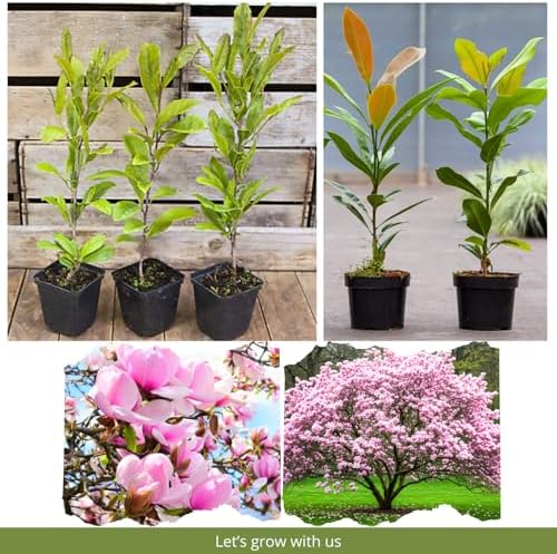 Saucer Magnolia Tree Live Plant, Cold Hardy Flower Tree, 6-12 Inch Tall - Image 4