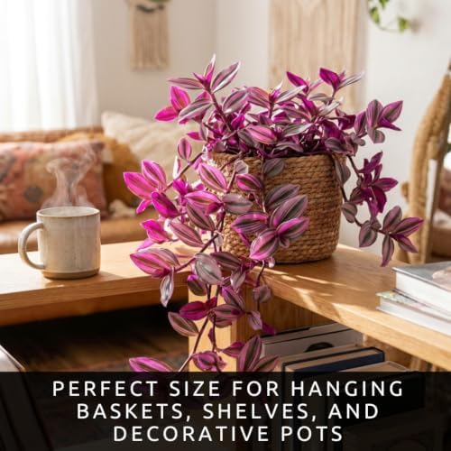 Tradescantia Live Plant Cuttings, Indoor Wandering Jew, 5 Pink Pony Club - Image 6