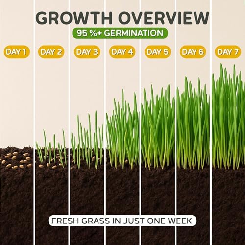 Todd's Seeds Cat Grass Seeds for Indoor Cats, 1lb Wheat Grass Seeds - Image 4