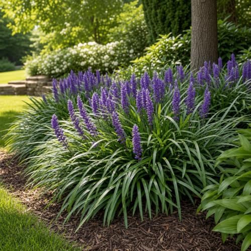 Super Blue Liriope Muscari - 40 Live Plants - Evergreen Ground Cover Grass - Image 4