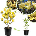 Yellow Bird Magnolia Live Plant, Flower Tree, 6-12 Inch Tall, 2.5 Inch Pot by UIOTER