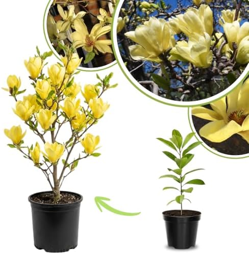 Yellow Bird Magnolia Live Plant, Flower Tree, 6-12 Inch Tall, 2.5 Inch Pot by UIOTER