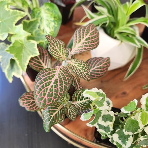 Easy to Grow Live Houseplants (6 Pack), Deluxe Collection of Assorted Air Purifying Indoor Plants, Peperomia, Spider Plants, No Duplicates, Pothos, Easy Plant Care, 2 in Pots, Begonia, Croton - Image 2