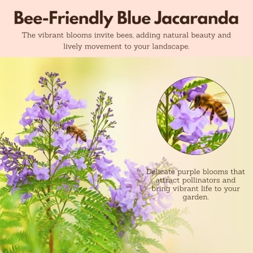 Jacaranda Tree Plant Live, Blue Flowering Bonsai Starter - Image 6