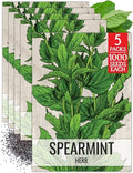 Seed Needs Spearmint Seeds to Plant an Herb Garden - 5 Packs by SeedNeeds