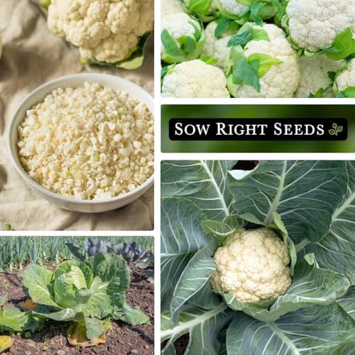 Sow Right Seeds - 800 White Snowball Cauliflower Seed for Planting Bulk - Image 5
