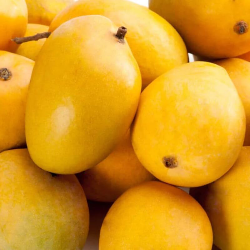 Very Sweet Mango Tree Live Plant, Tropical Fruit, 3 Gallon Pot - Image 3