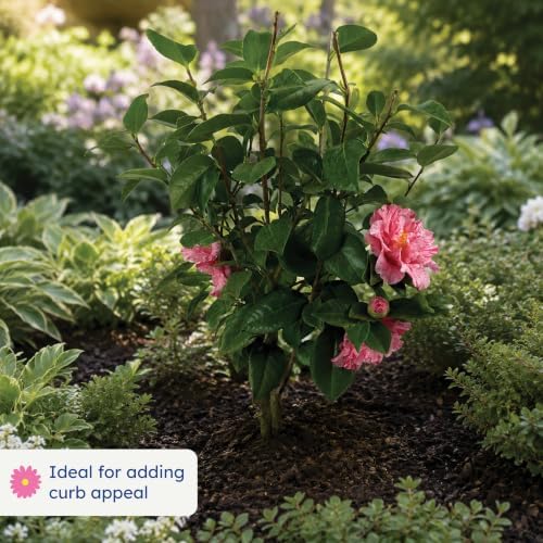 Happy Birthday Camellia, Live Evergreen Flowering Shrub, 3 Gallon - Image 3