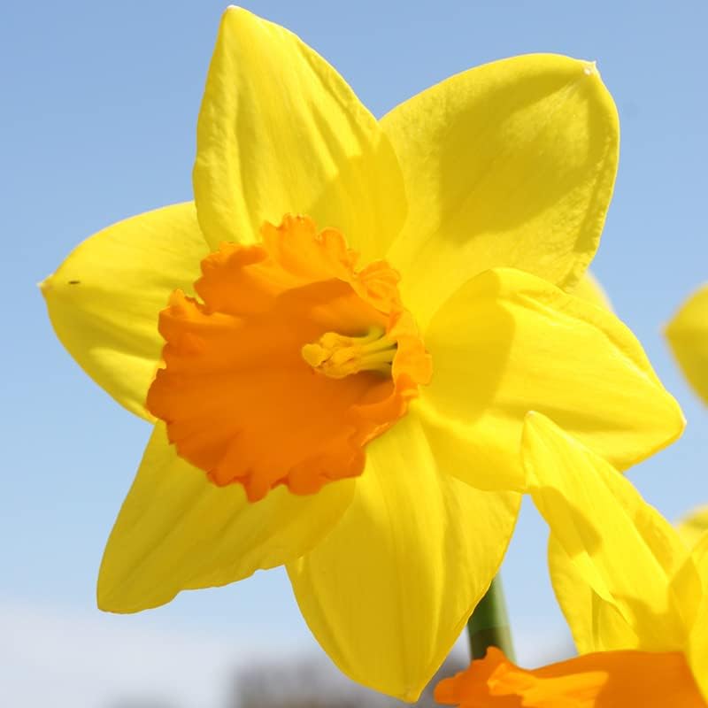 Fortune Daffodil Flower Bulbs Jumbo Pack - 25 Bulbs per Pack - Deer Resistant - Good as Cut Flowers - Grows Well in Containers - Naturalizing - Perennializing by HollandBulbFarms